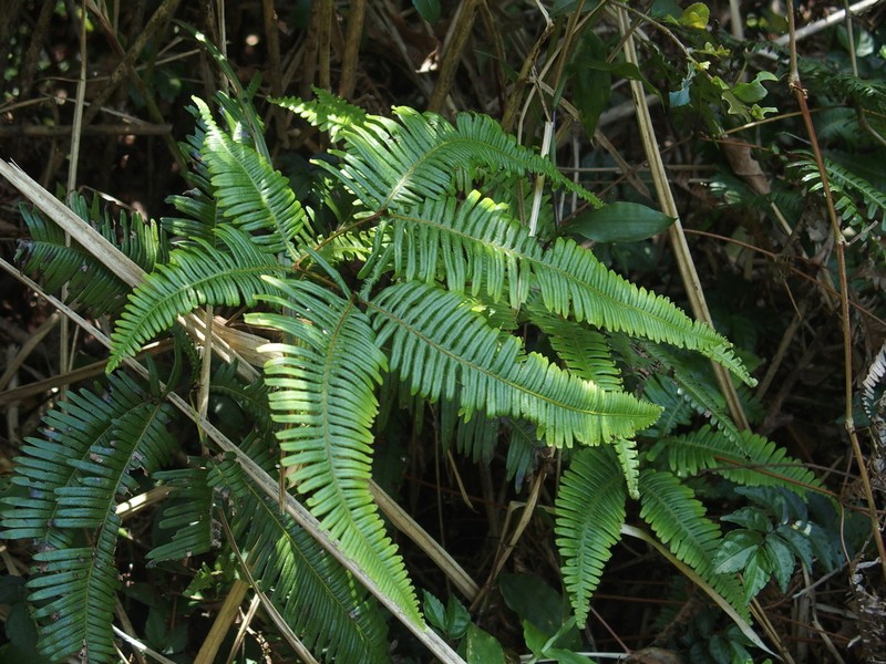 Old World Forkedfern photo 4