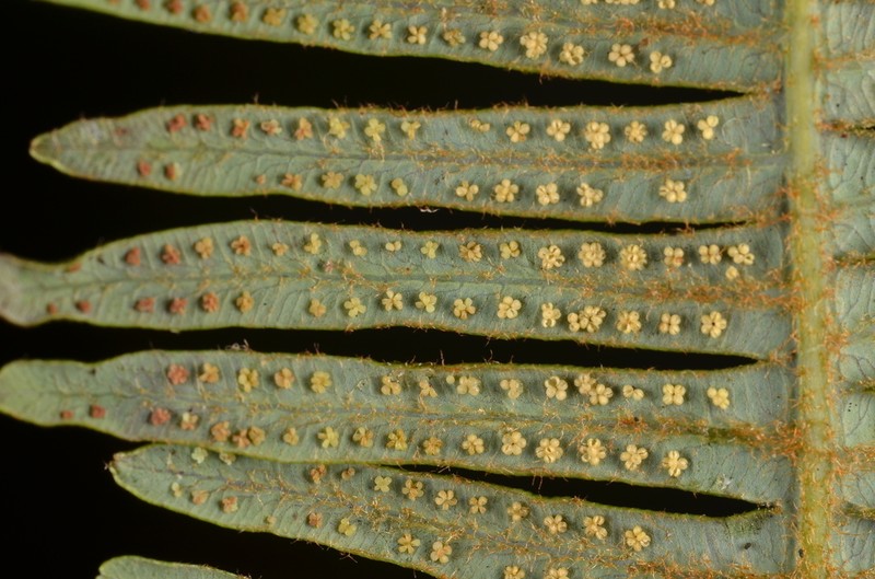 Old World Forkedfern photo 5
