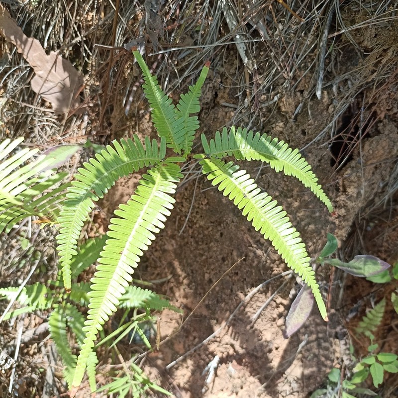 Old World Forkedfern photo 6