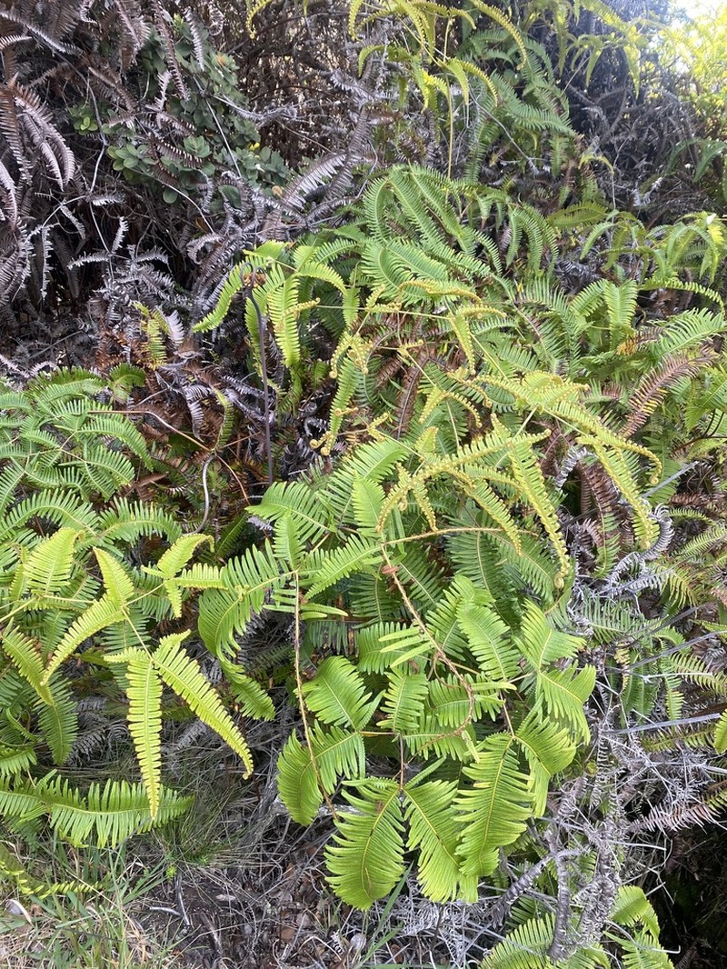 Old World Forkedfern photo 7