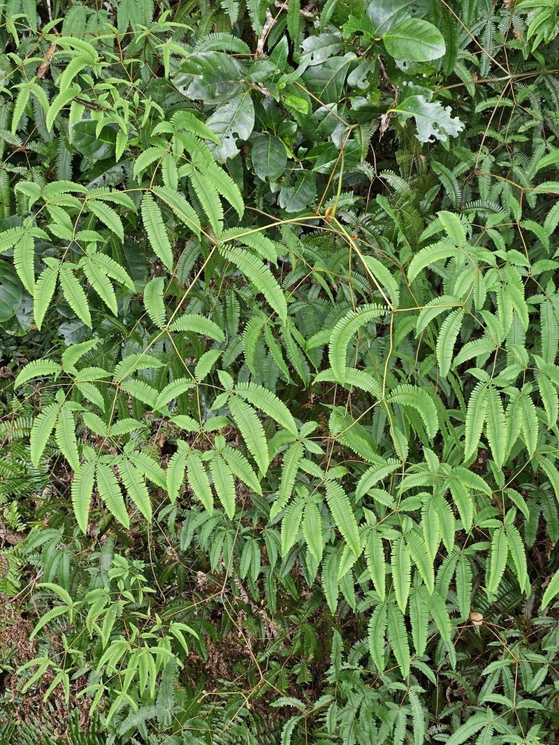 Old World Forkedfern photo 8