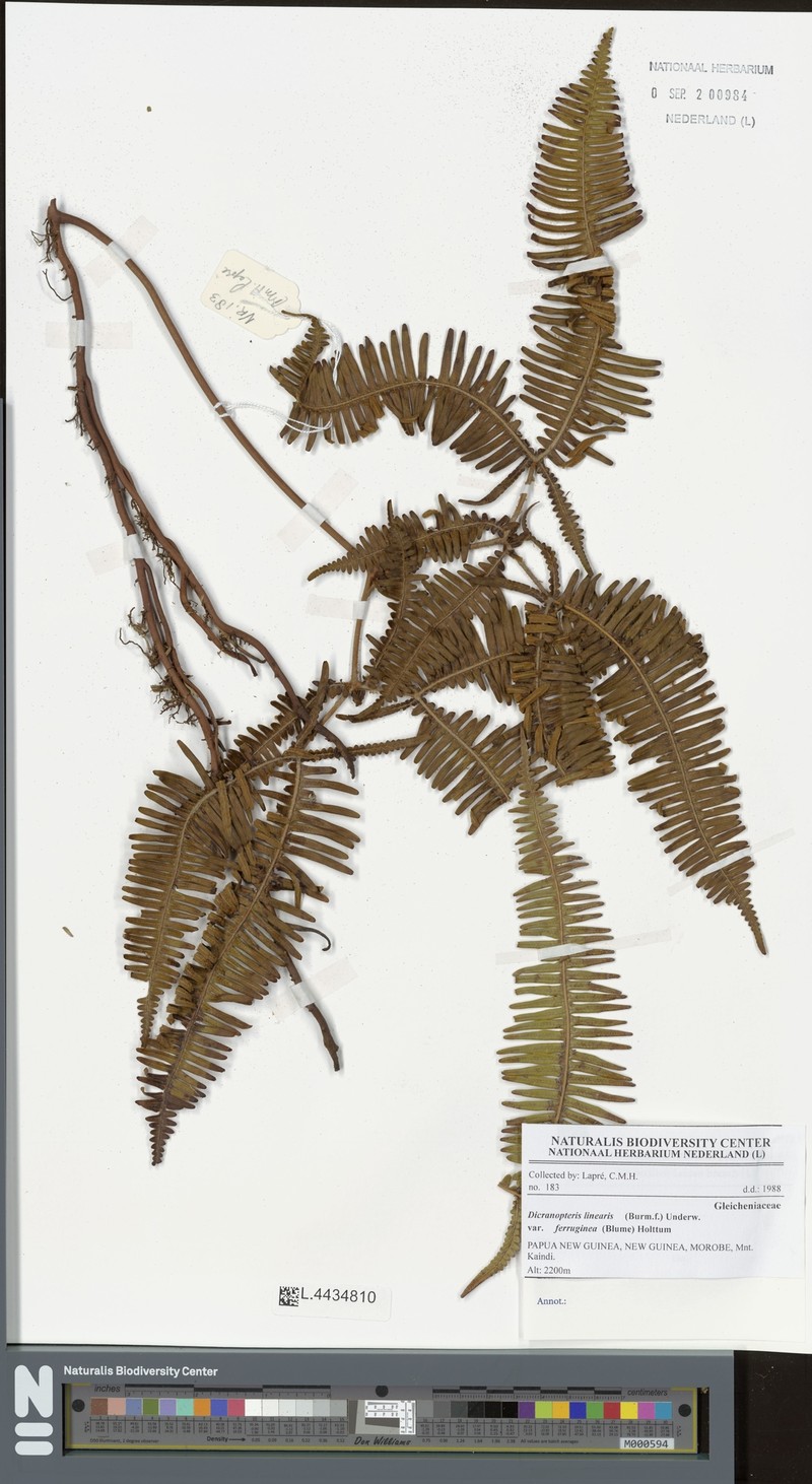 Dicranopteris linearis var. ferruginea