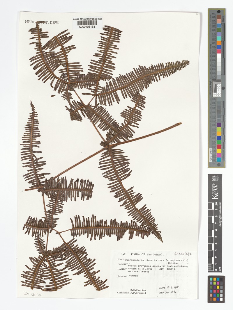 Dicranopteris linearis var. ferruginea photo 2