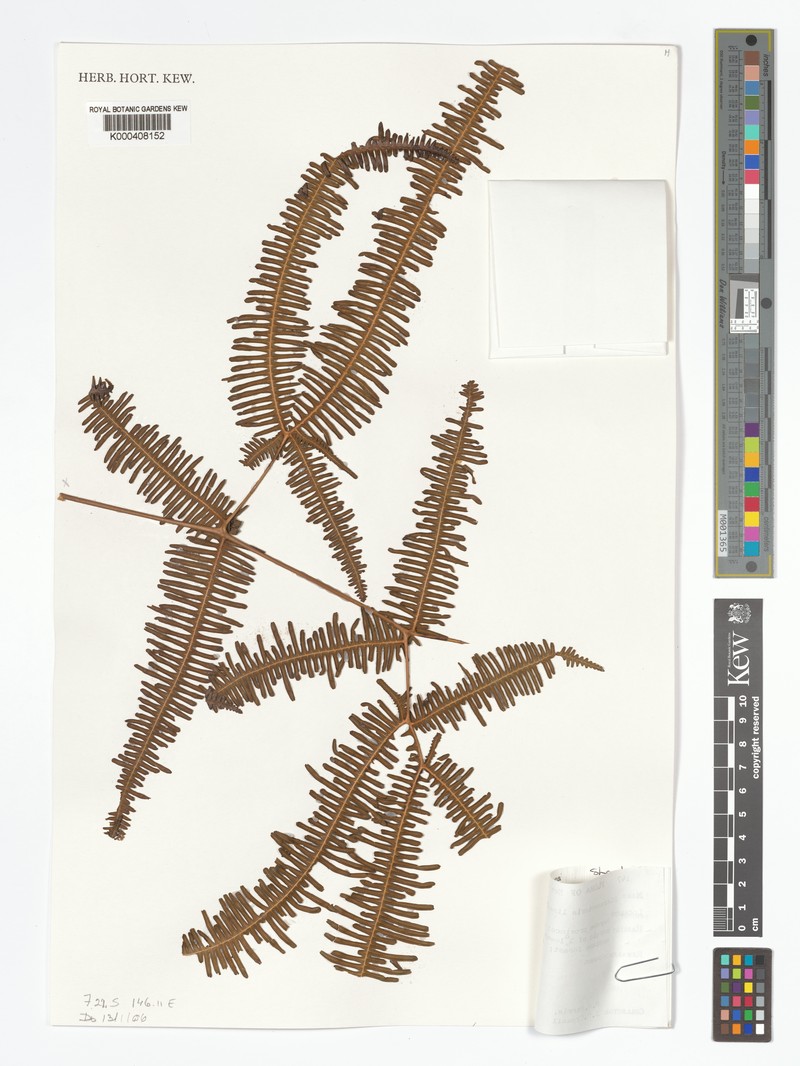 Dicranopteris linearis var. ferruginea photo 3