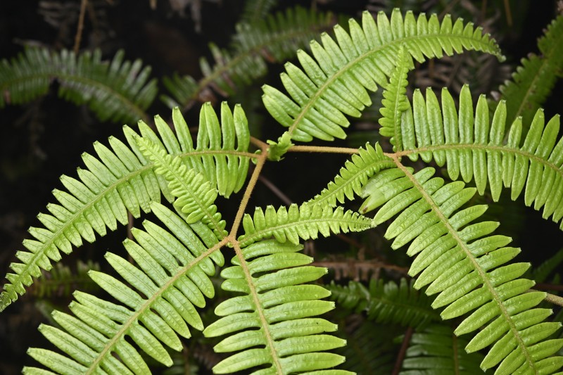 Dicranopteris linearis var. linearis