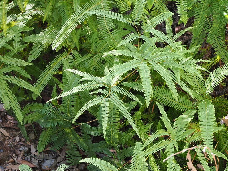 Dicranopteris linearis var. linearis photo 2