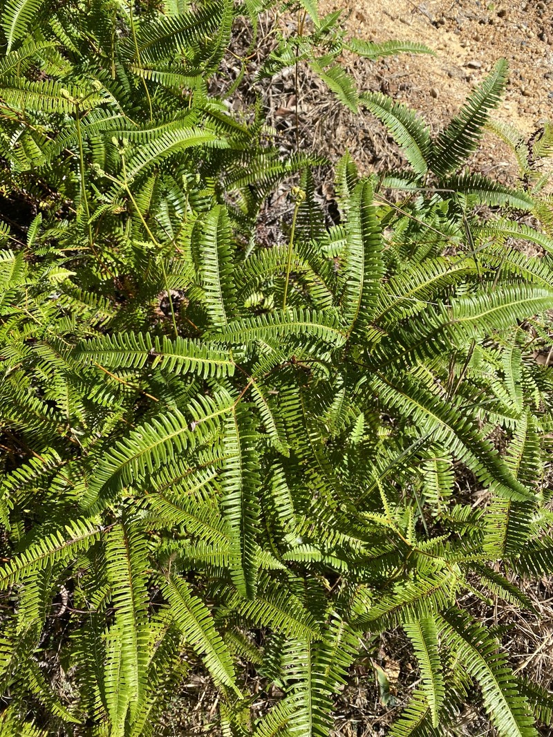Dicranopteris linearis var. linearis photo 3