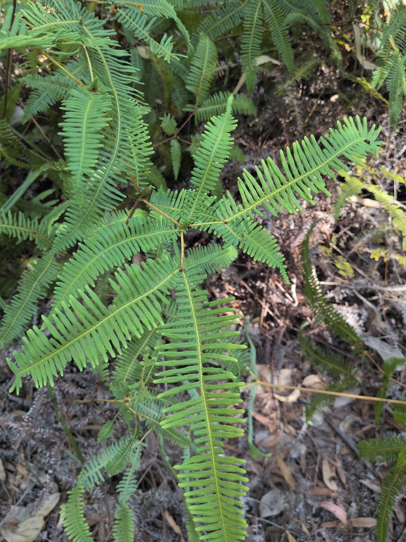 Dicranopteris linearis var. linearis photo 4