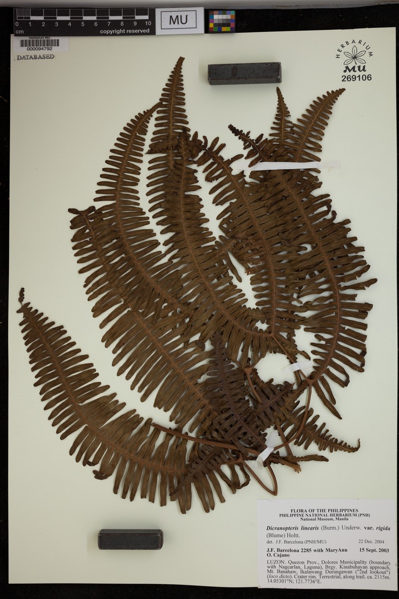 Dicranopteris linearis var. rigida photo 2