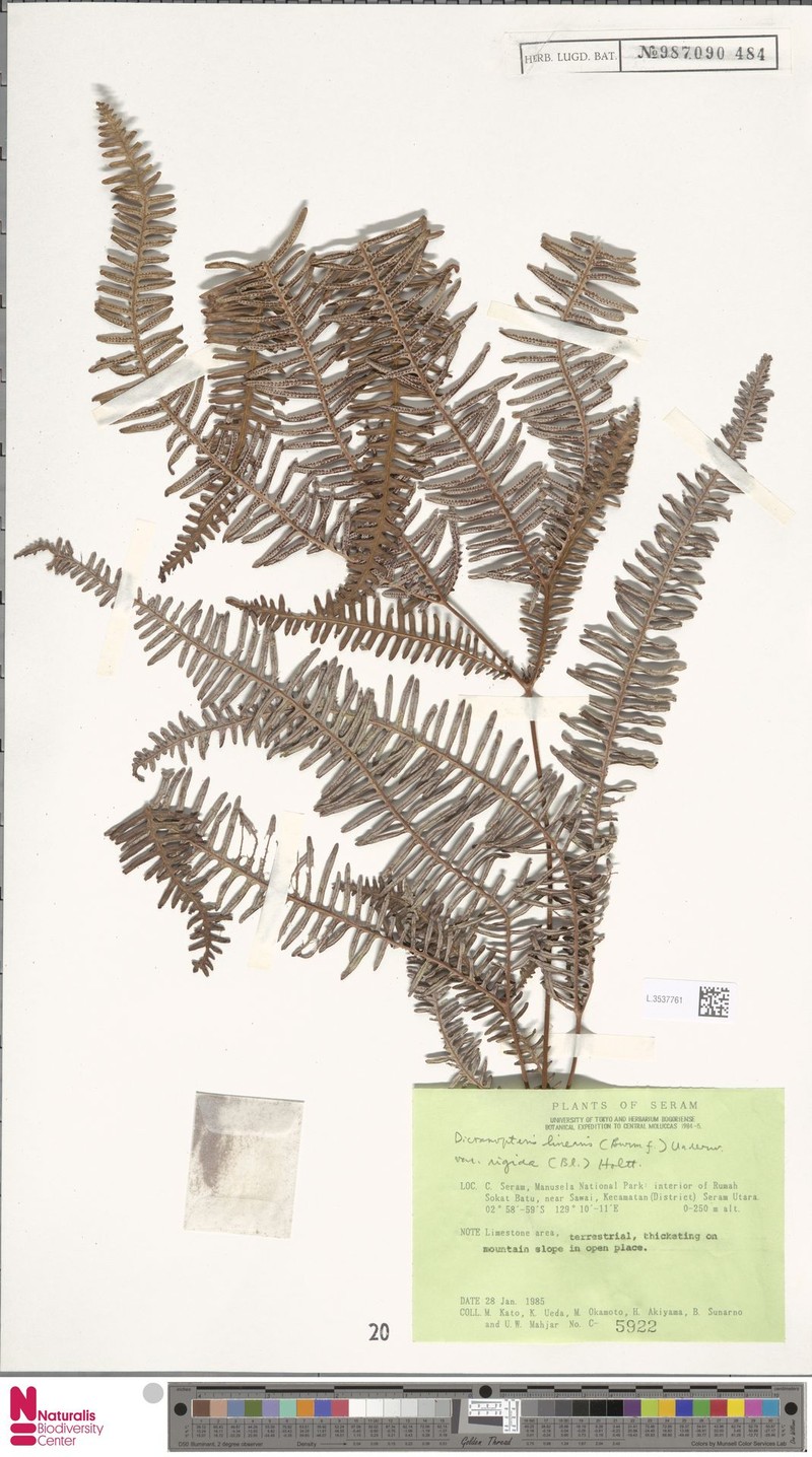 Dicranopteris linearis var. rigida photo 3