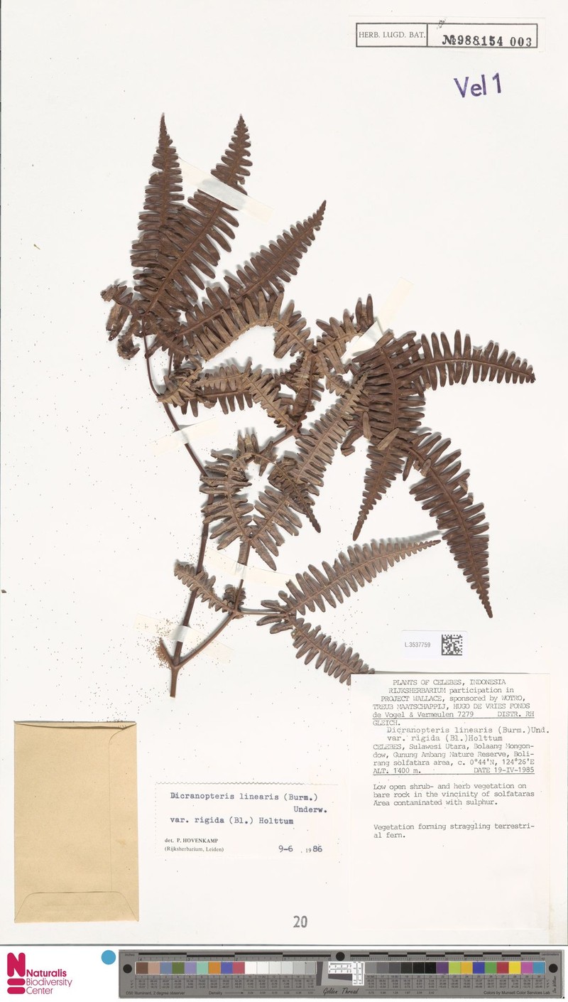 Dicranopteris linearis var. rigida photo 4
