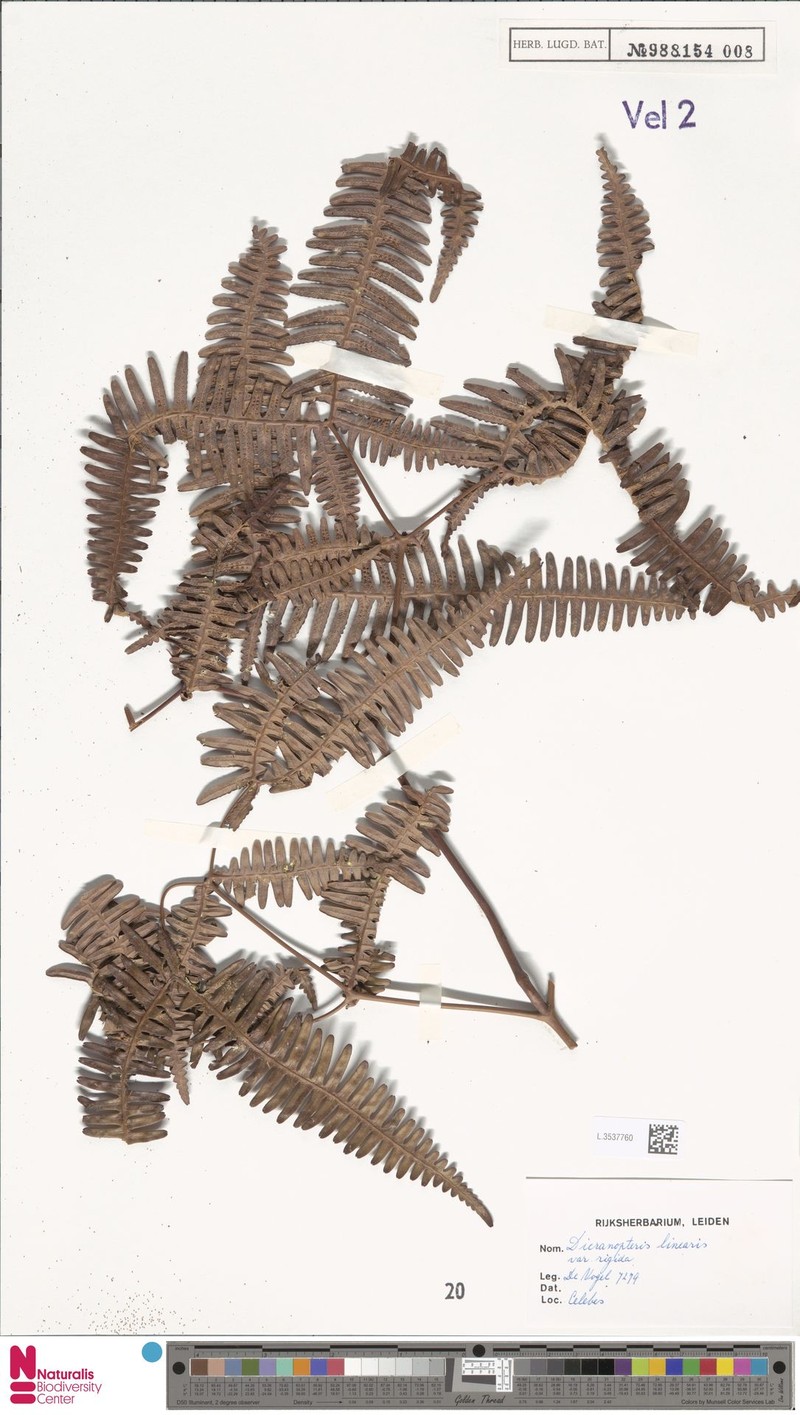 Dicranopteris linearis var. rigida photo 5