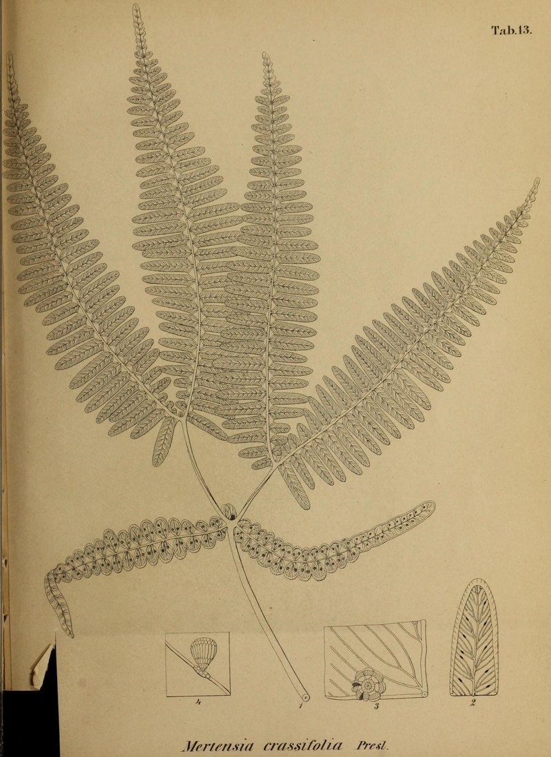 Dicranopteris linearis var. rigida