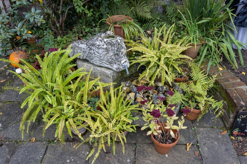 Dicranopteris linearis var. rigida photo 6