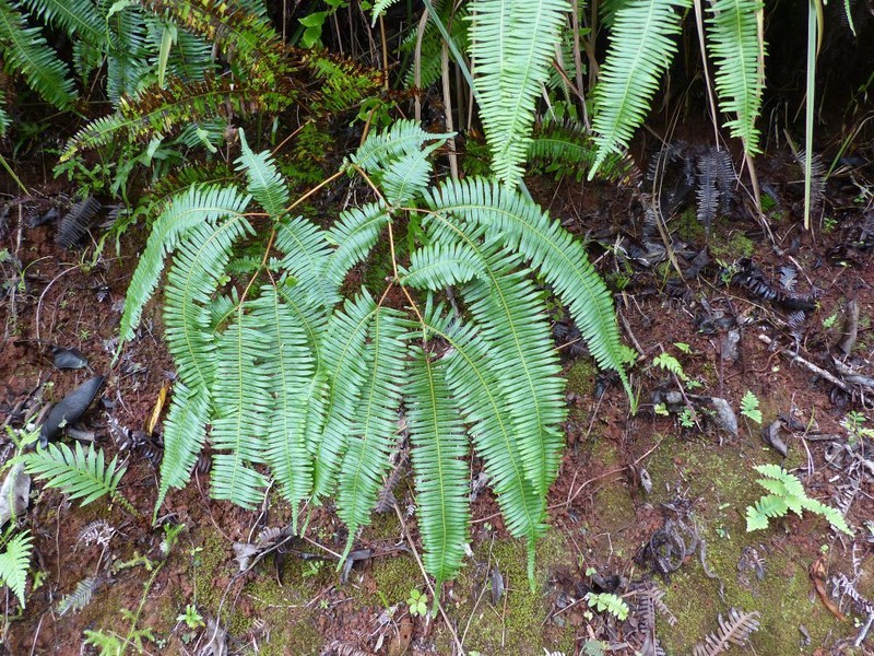 Dicranopteris linearis var. subferruginea
