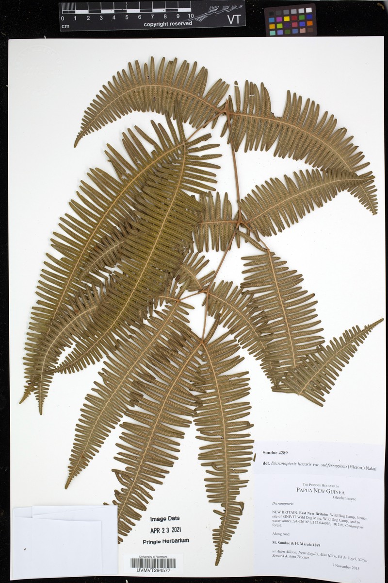 Dicranopteris linearis var. subferruginea photo 2