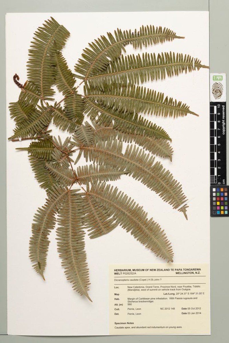 Dicranopteris linearis var. subferruginea photo 3