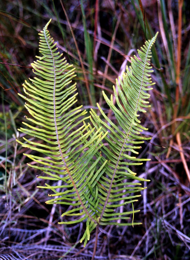 Dicranopteris nervosa