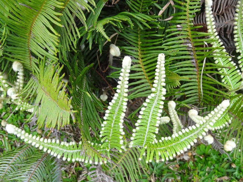 Dicranopteris nervosa photo 2