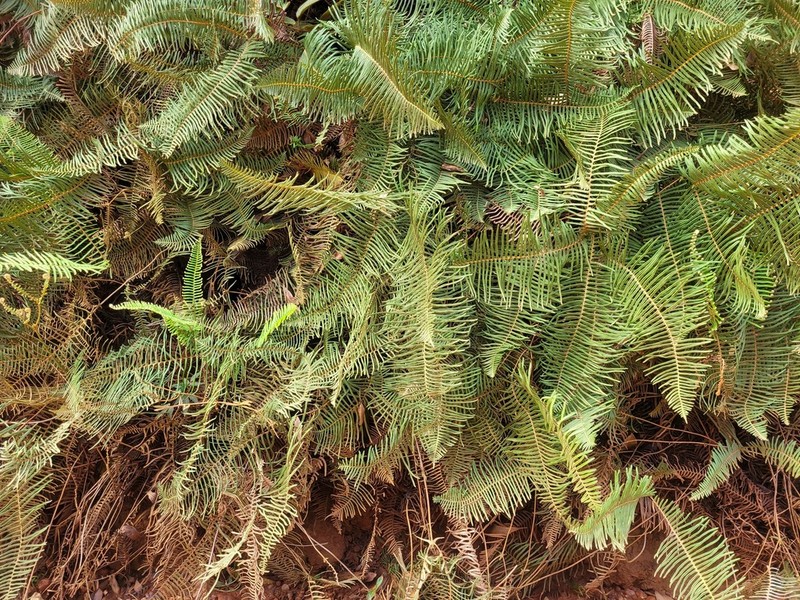 Dicranopteris nervosa photo 3
