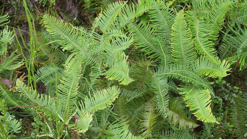 Dicranopteris nervosa photo 4