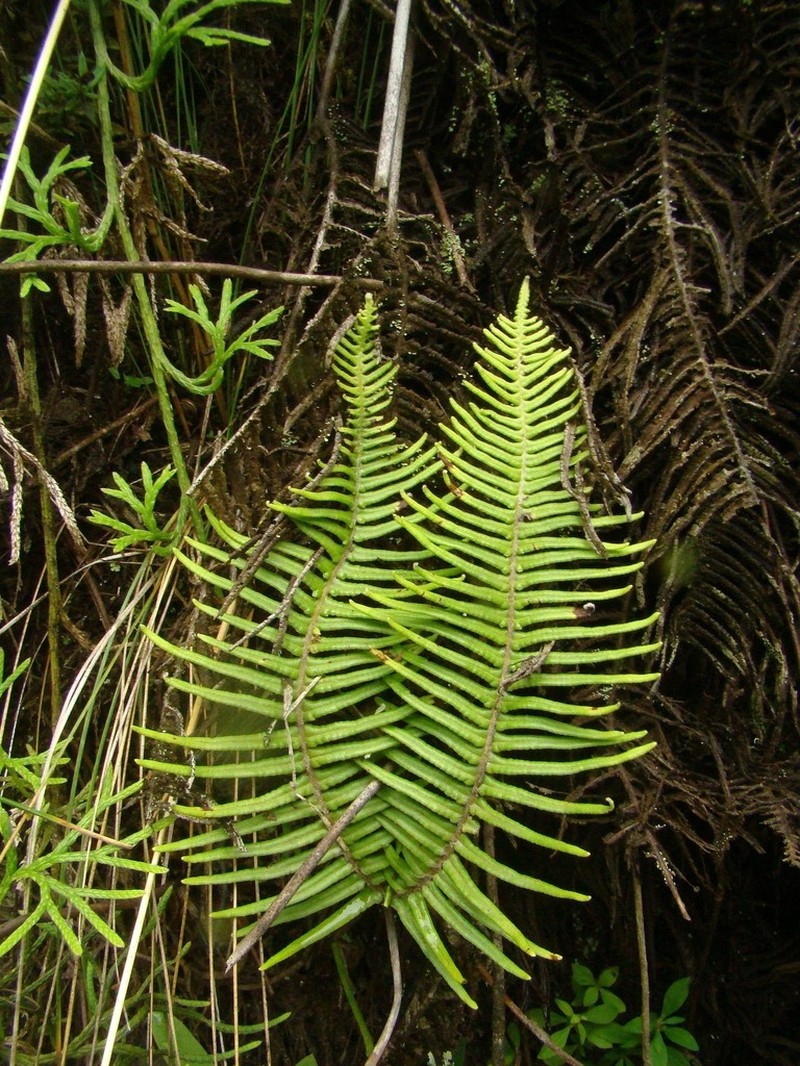 Dicranopteris nervosa photo 6