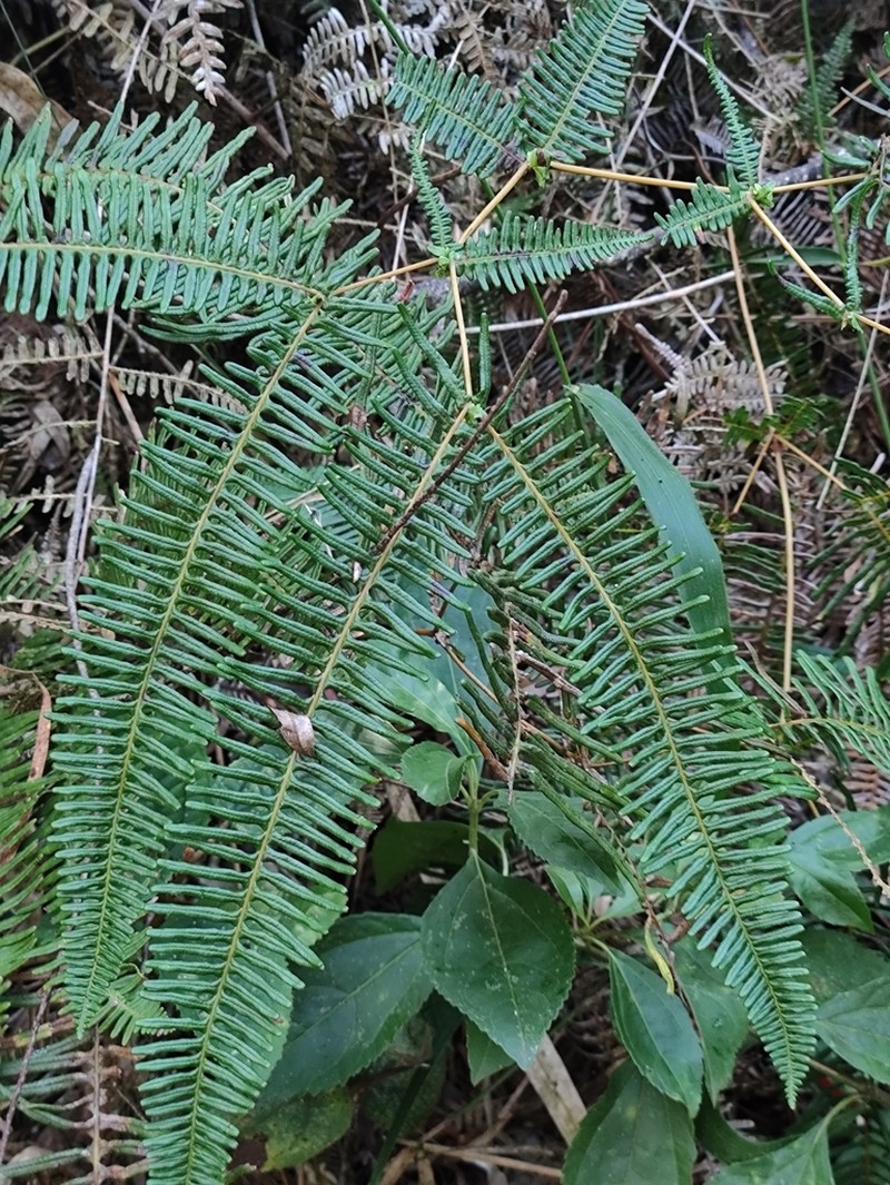 Dicranopteris nervosa photo 7
