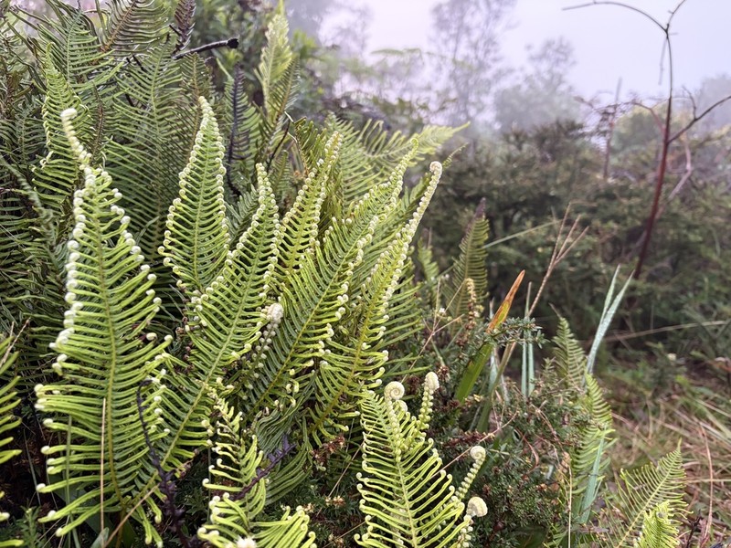 Dicranopteris nervosa photo 8