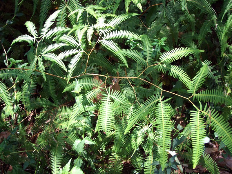 Comb Forkedfern