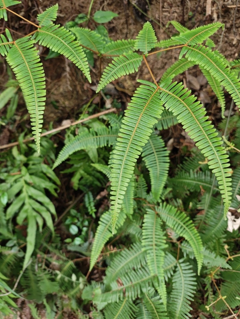 Dicranopteris pedata