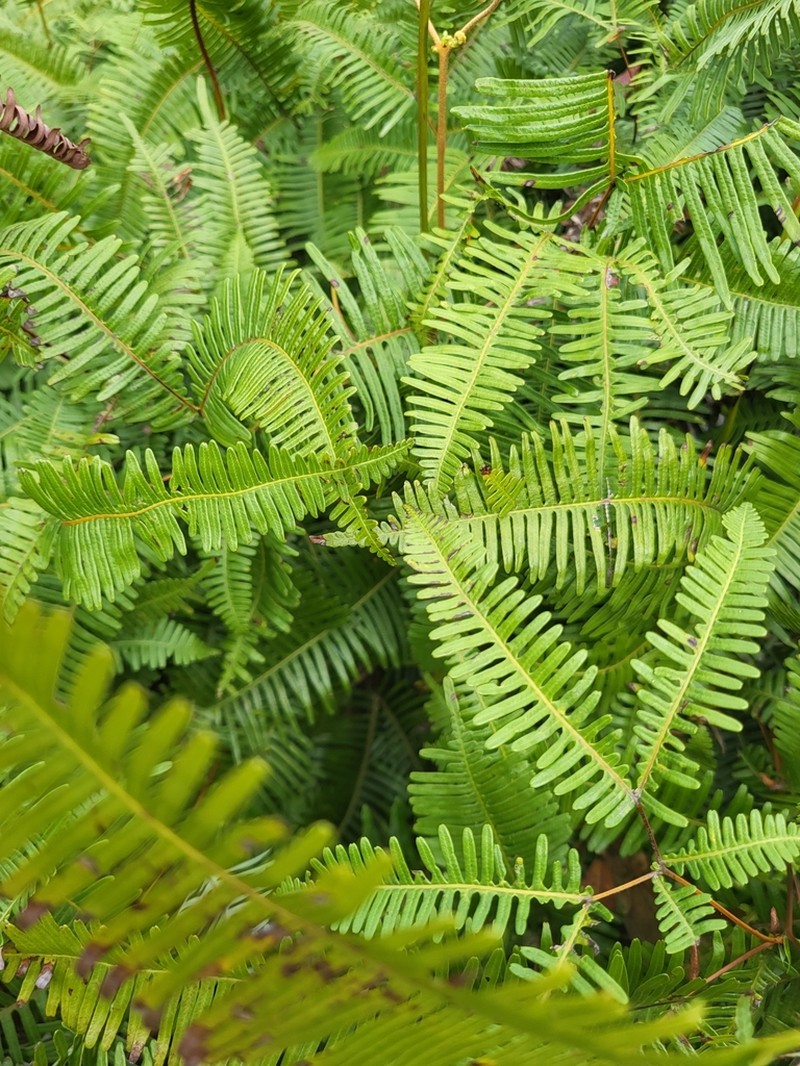 Dicranopteris pedata photo 2