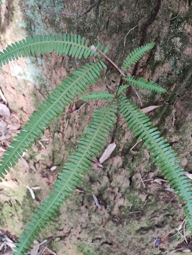Dicranopteris pedata photo 3