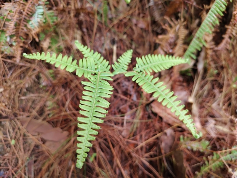 Dicranopteris pedata photo 4