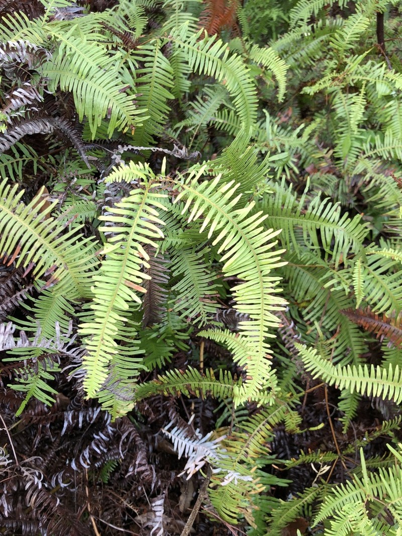 Dicranopteris pedata photo 5
