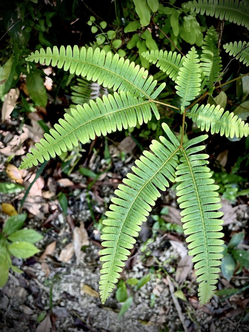 Dicranopteris pedata photo 6