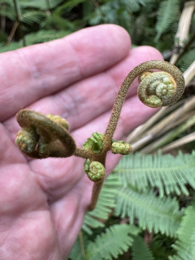 Dicranopteris pedata photo 7