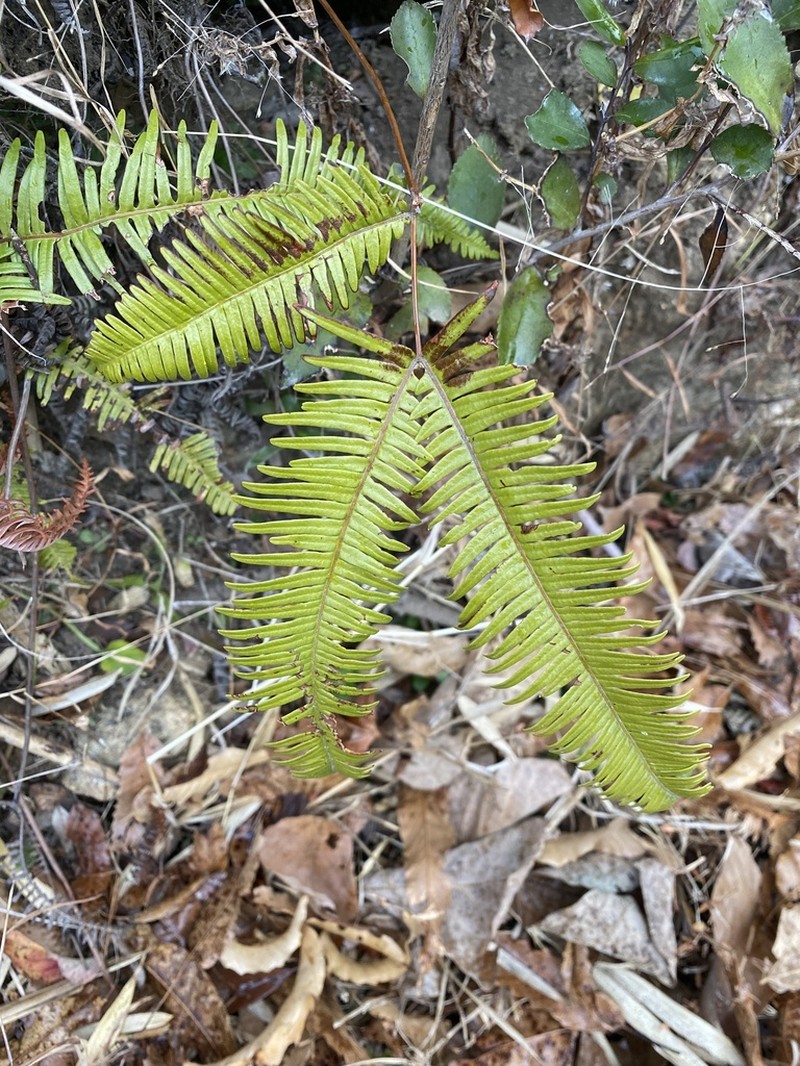 Dicranopteris pedata photo 8