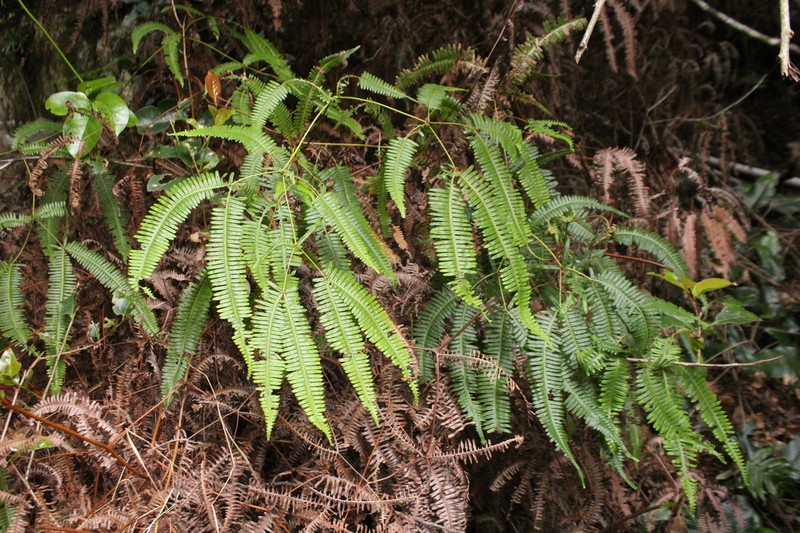 Dicranopteris pubigera photo 2