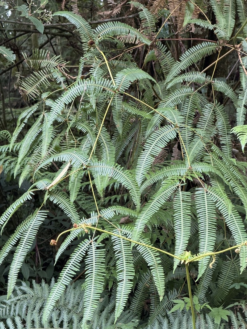 Dicranopteris pubigera photo 3