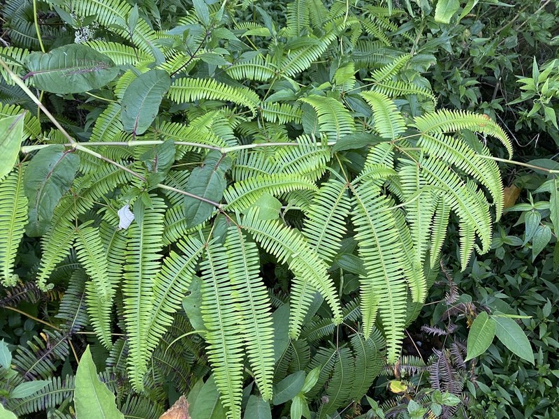 Dicranopteris pubigera photo 4