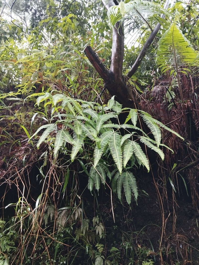 Dicranopteris pubigera photo 5