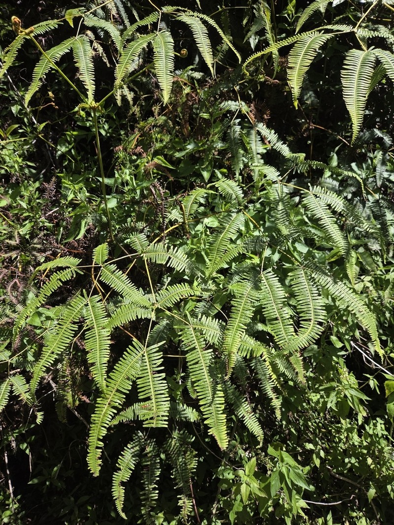 Dicranopteris pubigera photo 6