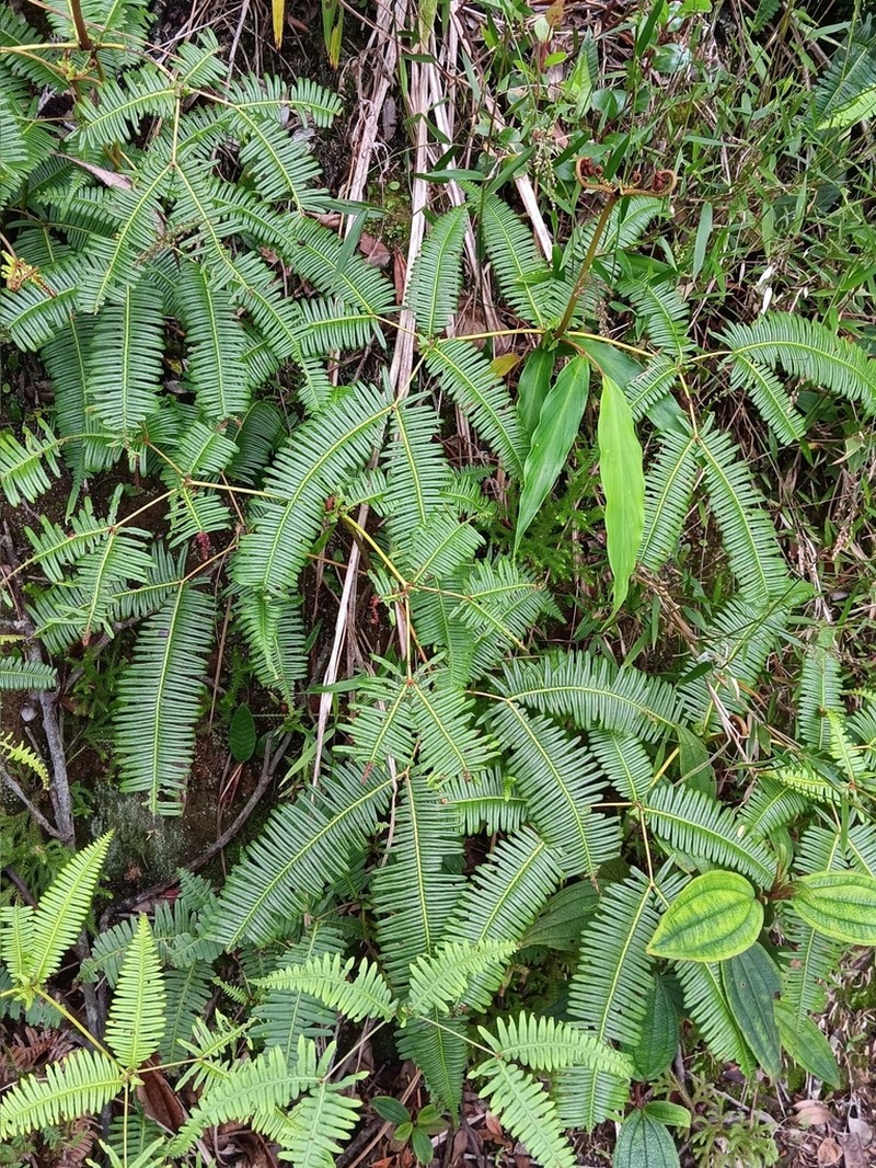 Dicranopteris pubigera photo 7