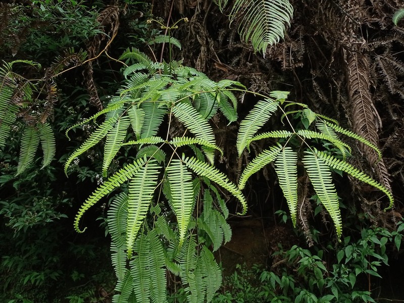 Dicranopteris pubigera photo 8