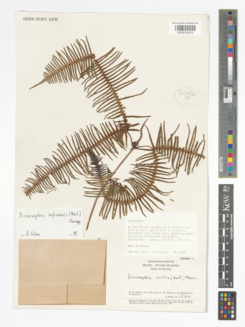 Dicranopteris rufinervis