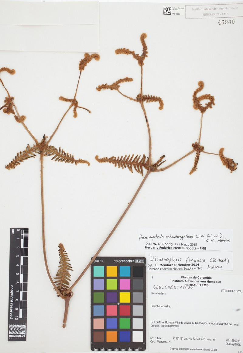 Dicranopteris schomburgkiana