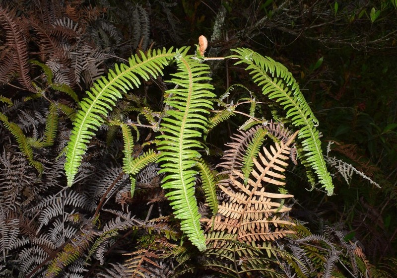 Dicranopteris seminuda