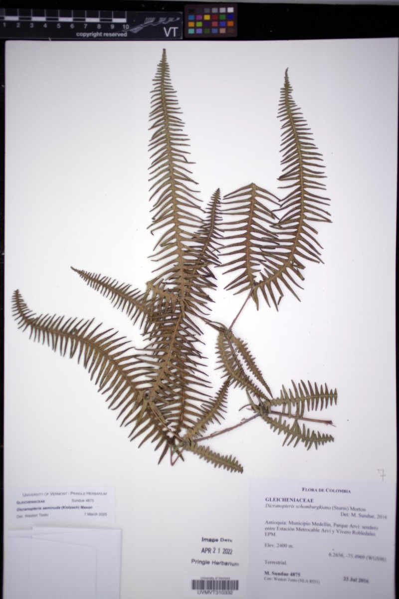 Dicranopteris seminuda photo 2