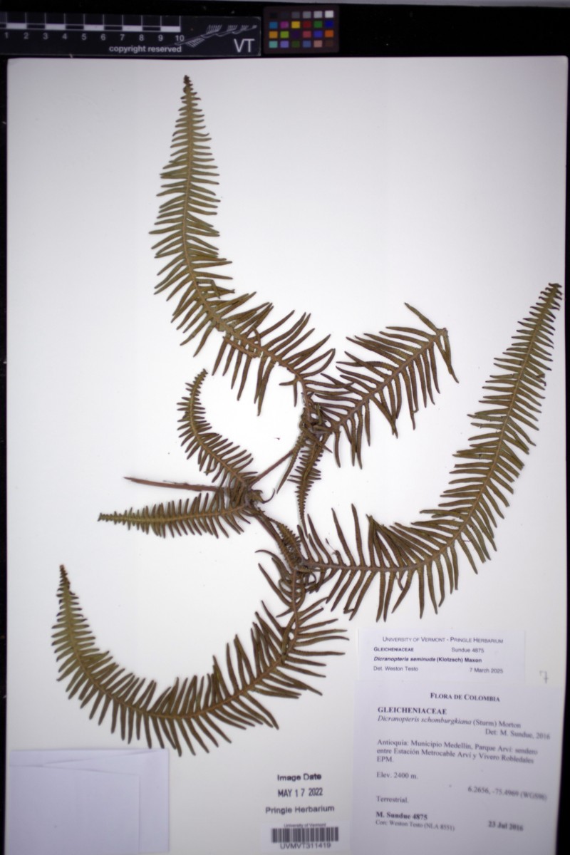 Dicranopteris seminuda photo 3