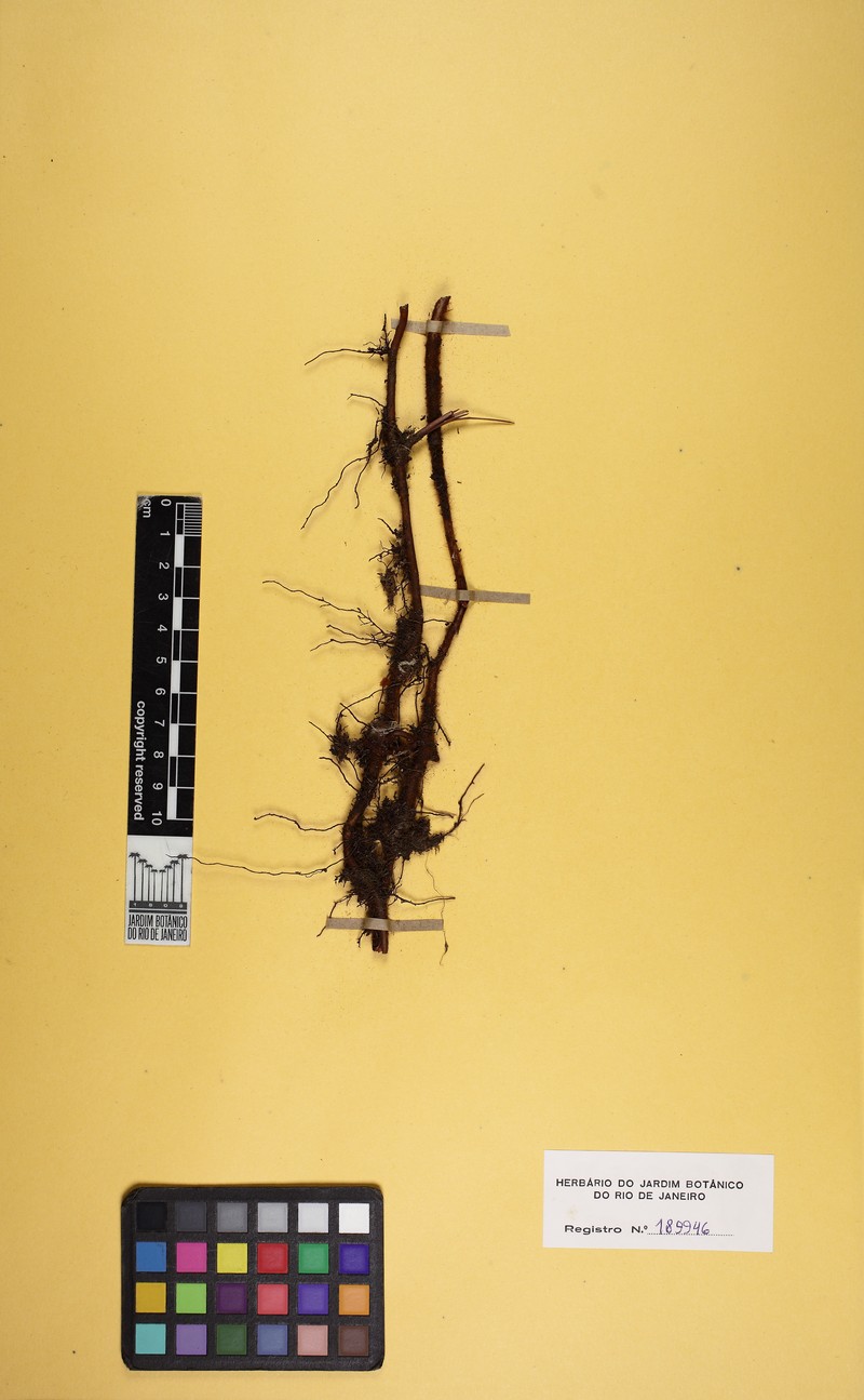 Dicranopteris seminuda photo 4